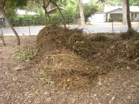Here's a pile of Vinca they've just rolled away - Vinca is non-native, pushes out natives, and makes a great hiding place for  rats. 